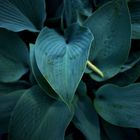 Blätter (Hosta)