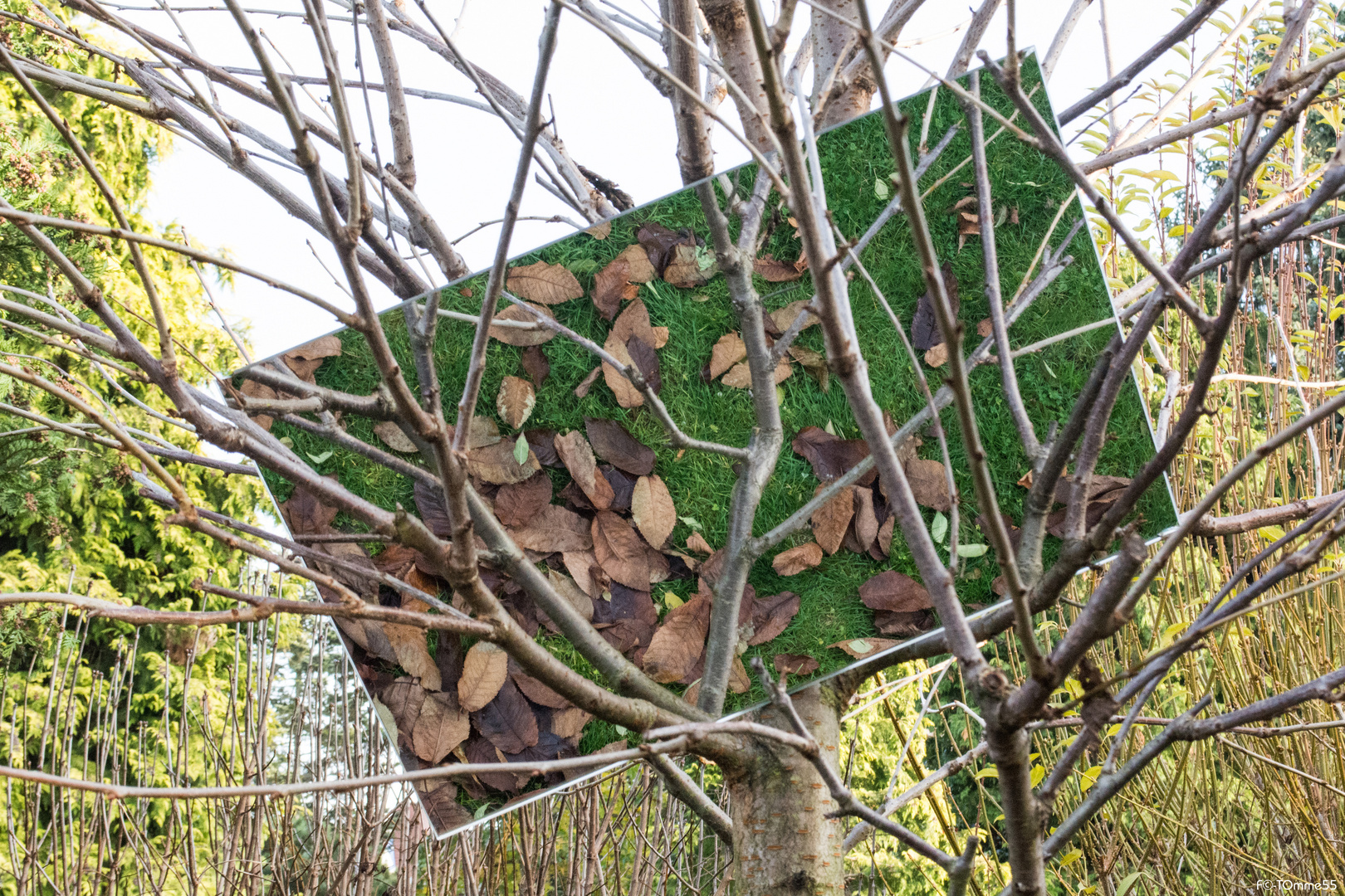 Blätter im Baum