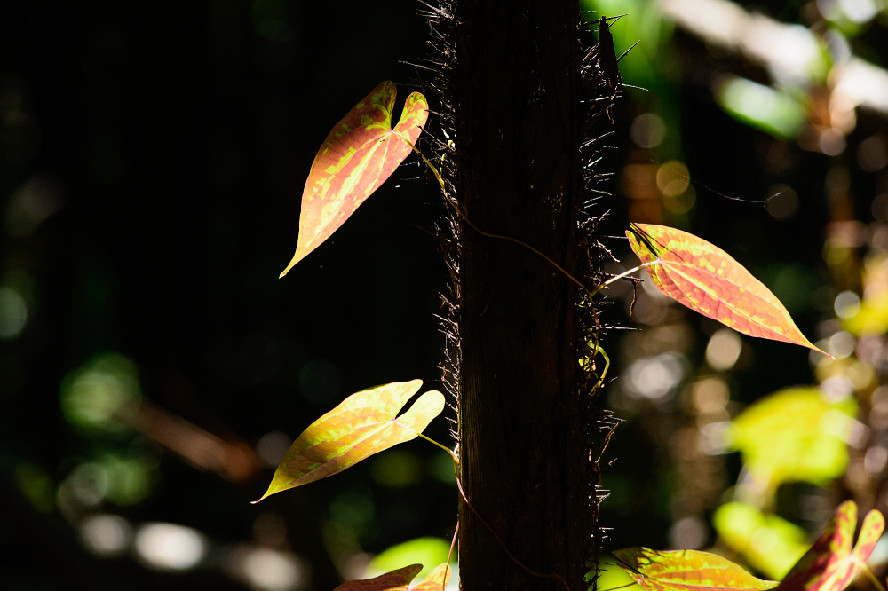 Blätter im Dschungel