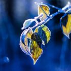 Blätter im Eis