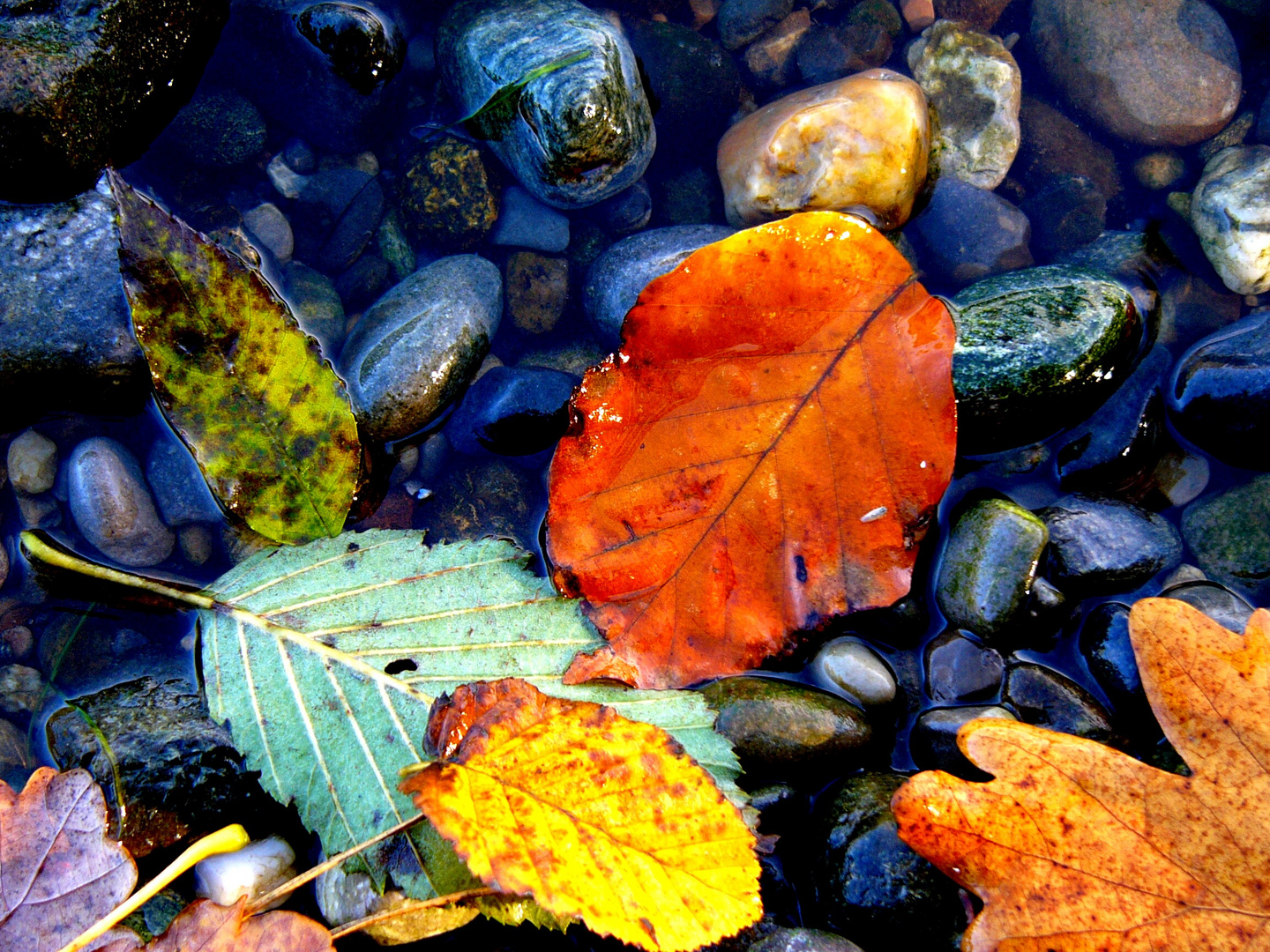 Blätter im Fluss