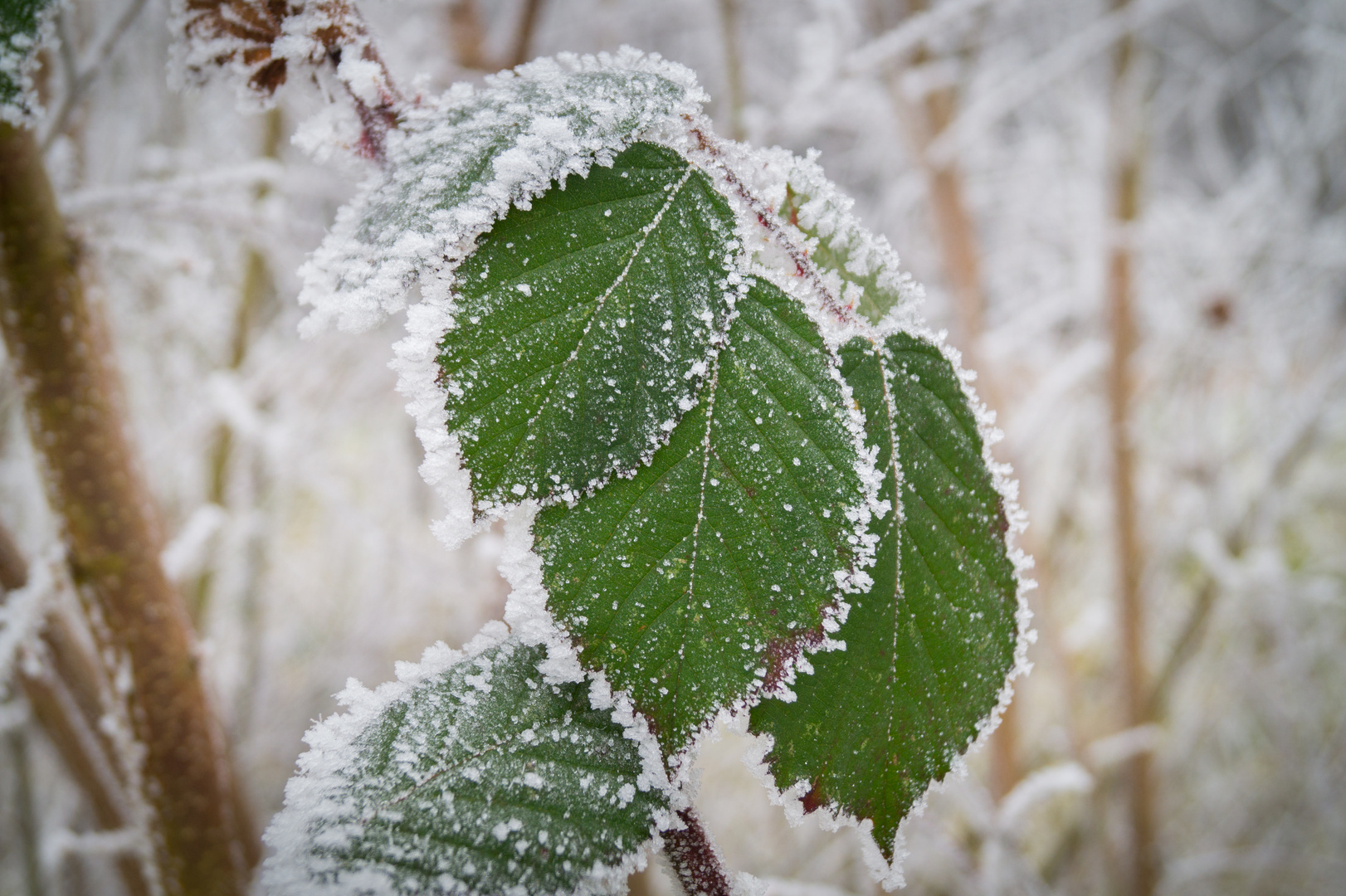 Blätter im Frost 2 2016-1