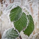 Blätter im Frost 2 2016-1