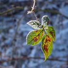 Blätter im Frost