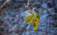 Blätter im Frost