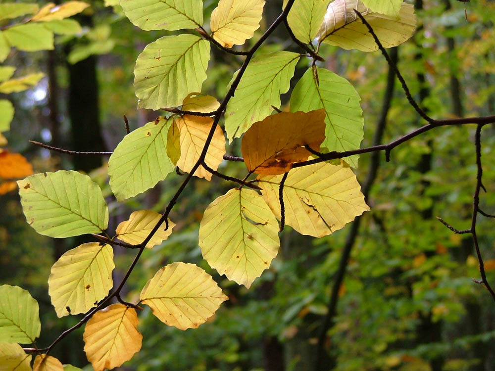 Blätter im Gegenlicht