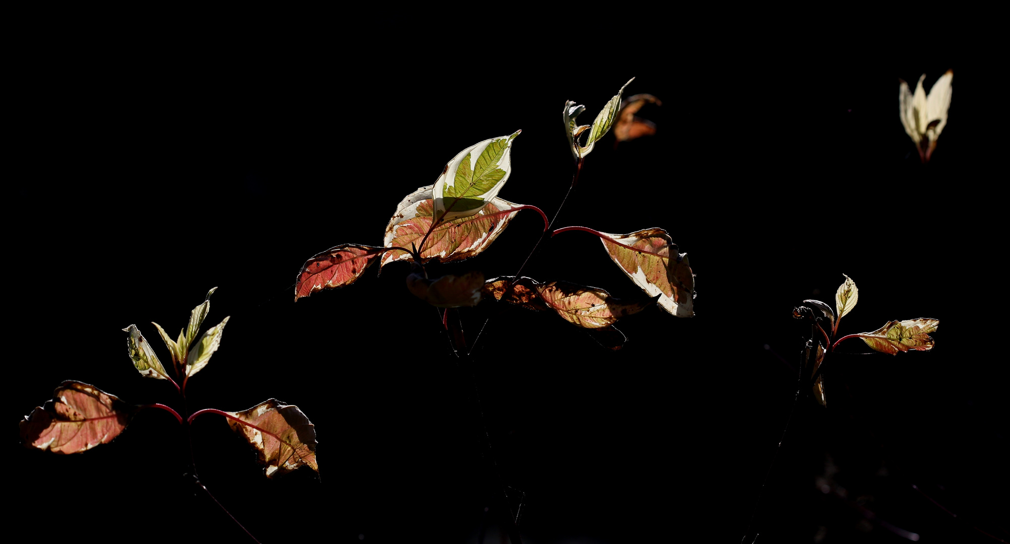 Blätter im Gegenlicht