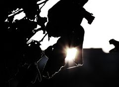 ... blätter im gegenlicht