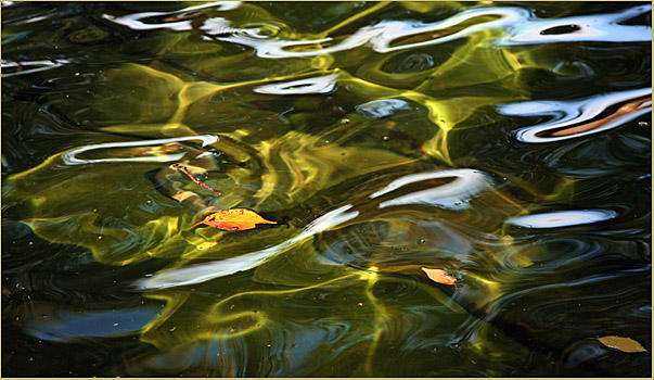 Blätter im "Goldwasser"