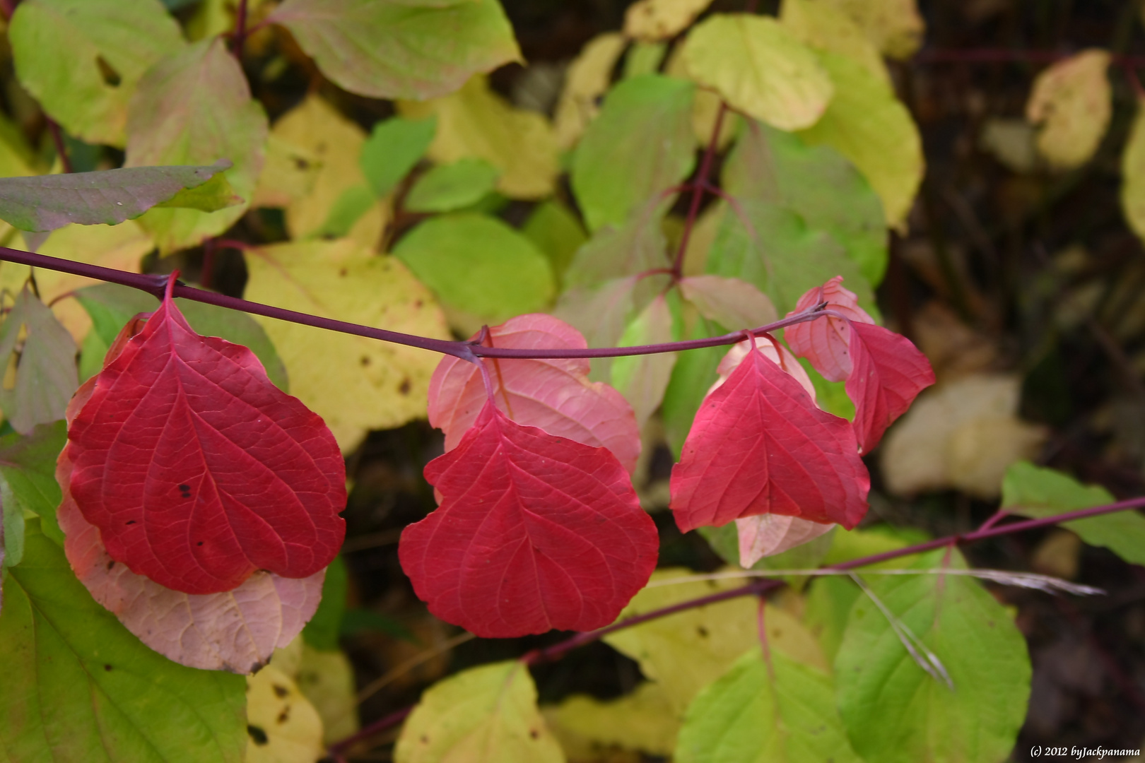 Blätter im Herbst