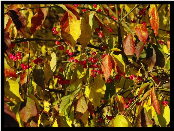 Blätter im Herbst