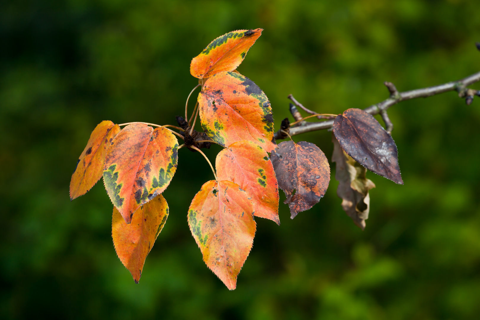 Blätter im Herbst