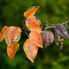 Blätter im Herbst