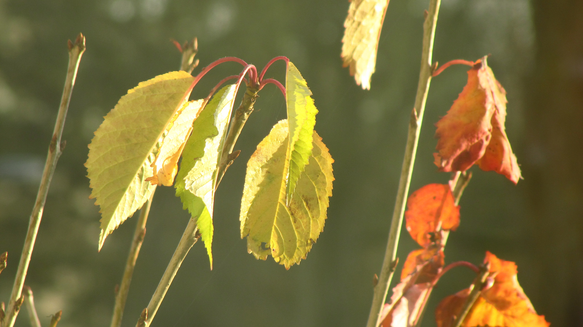 Blätter im Herbst...