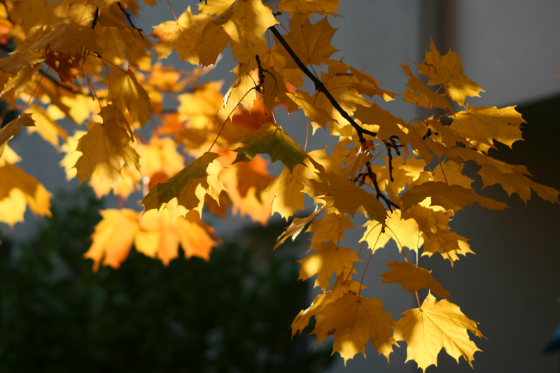 Blätter im Herbst