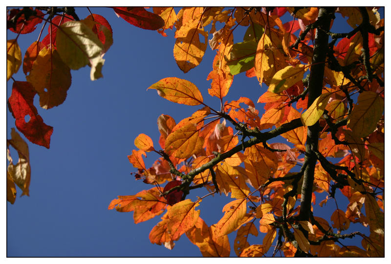 Blätter im Herbst.....