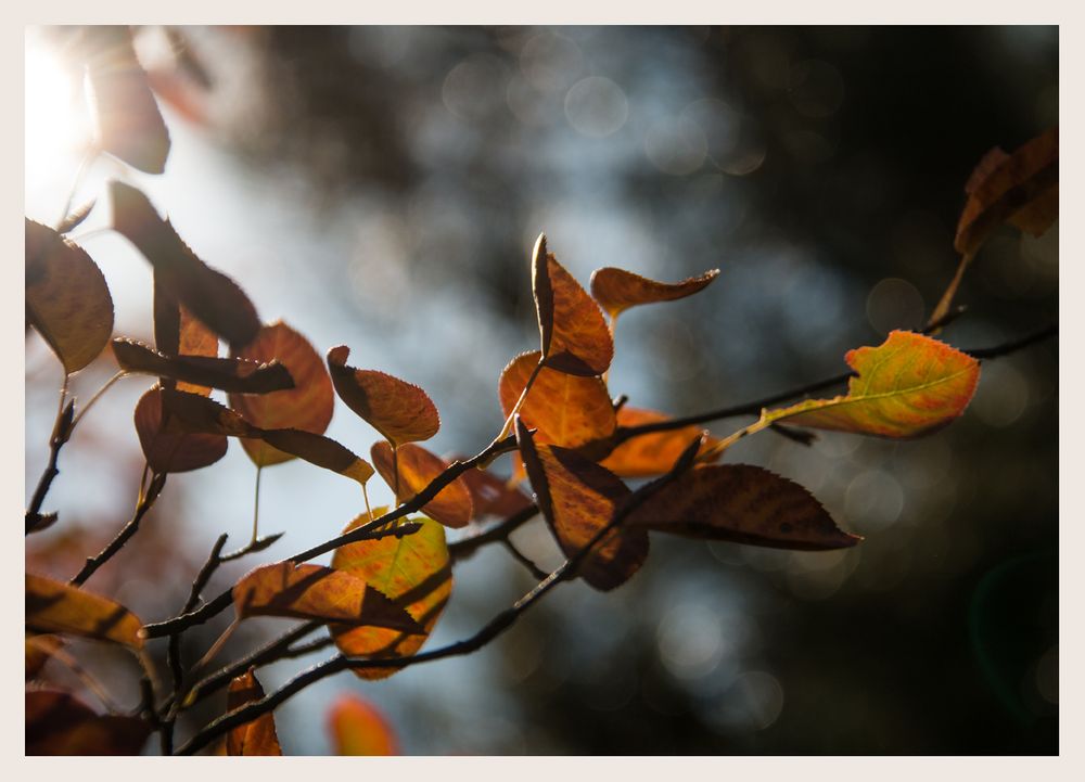 Blätter im Herbst