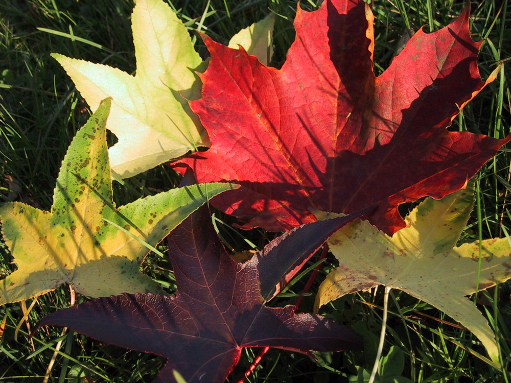 Blätter im Herbst