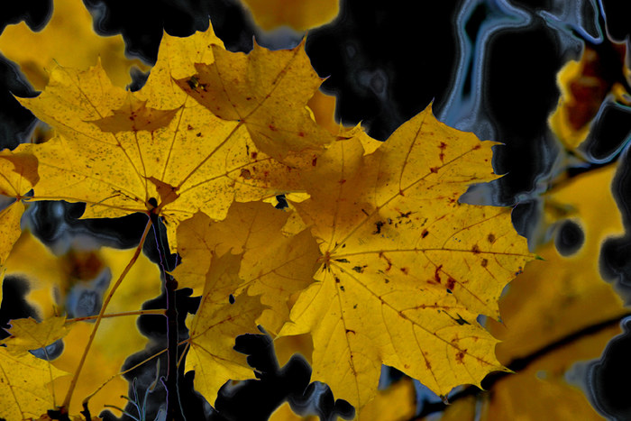 Blätter im Herbst