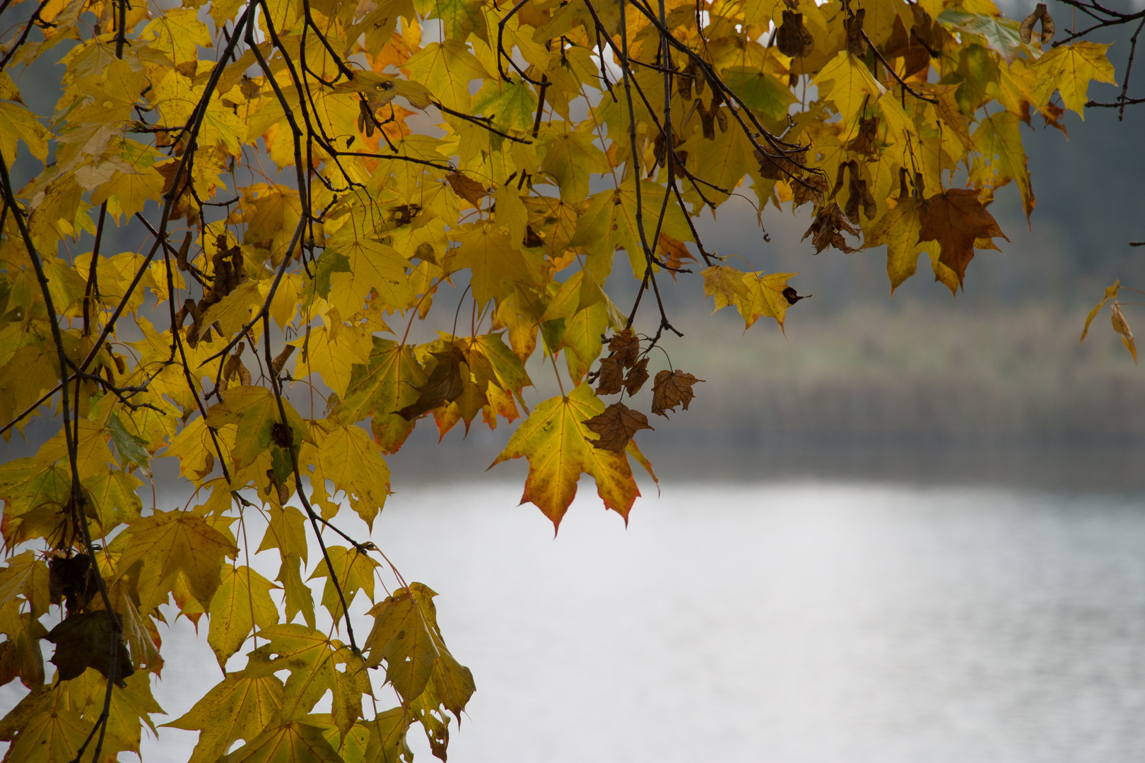 Blätter im Herbst