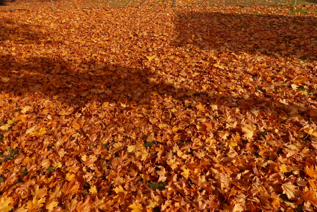 Blätter im Herbst