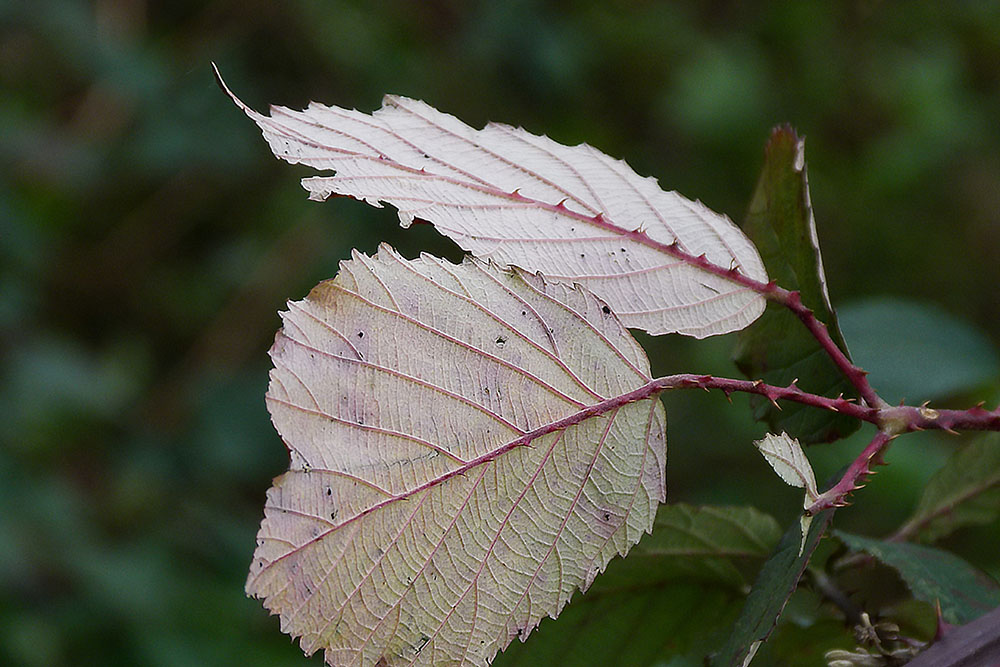 Blätter im Herbst