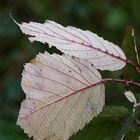 Blätter im Herbst