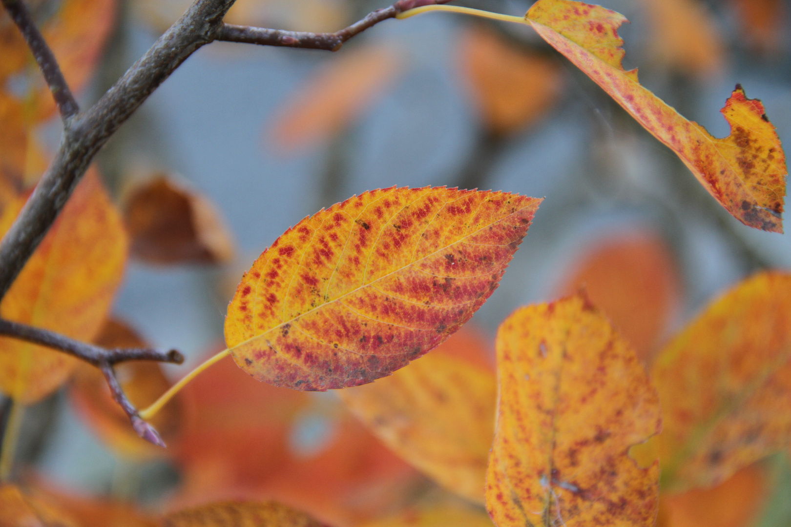 Blätter im Herbst