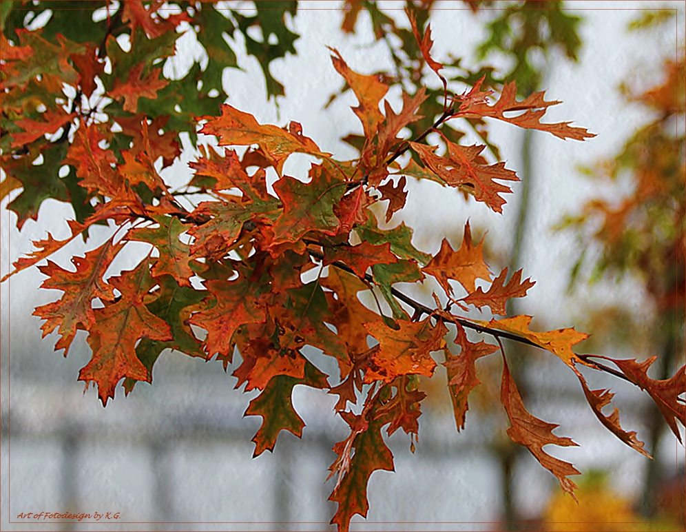 Blätter im Herbst...