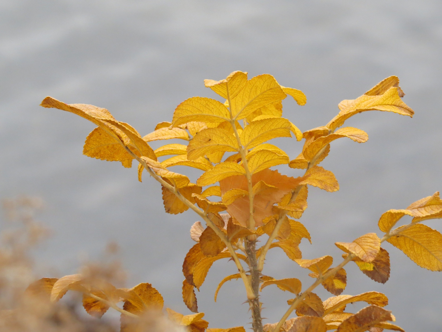 Blätter im Herbst