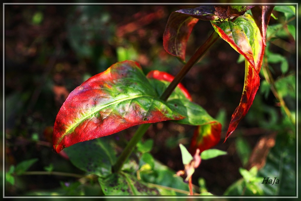 Blätter im Herbst,,