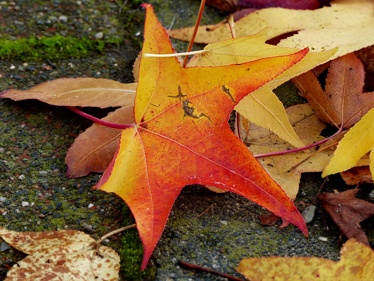 Blätter im Herbst