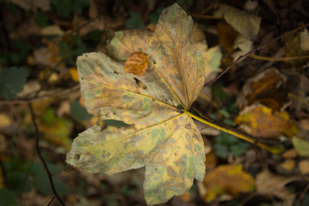 Blätter im Herbst