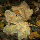 Blätter im Herbst