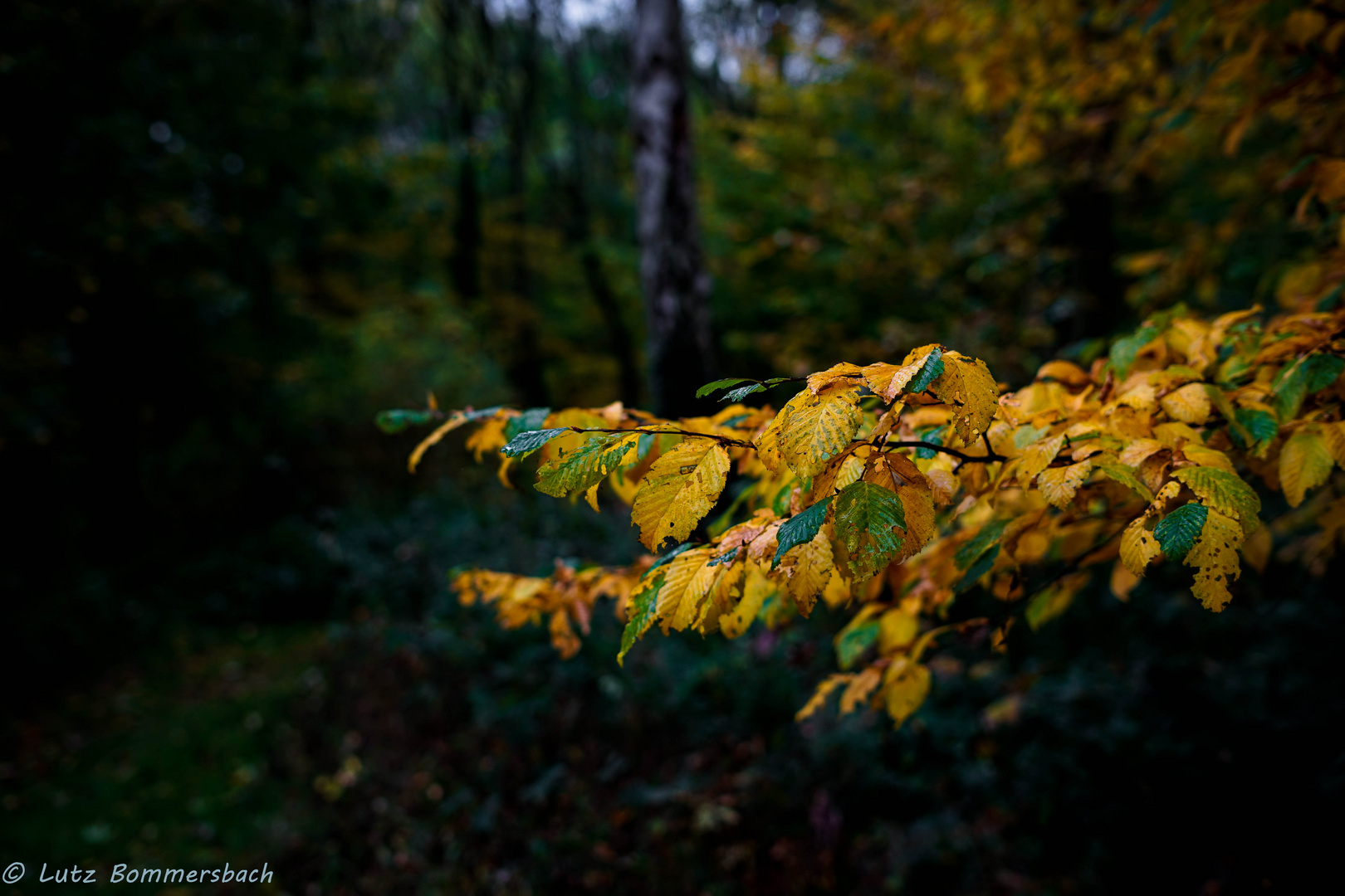 Blätter im Herbst