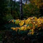 Blätter im Herbst