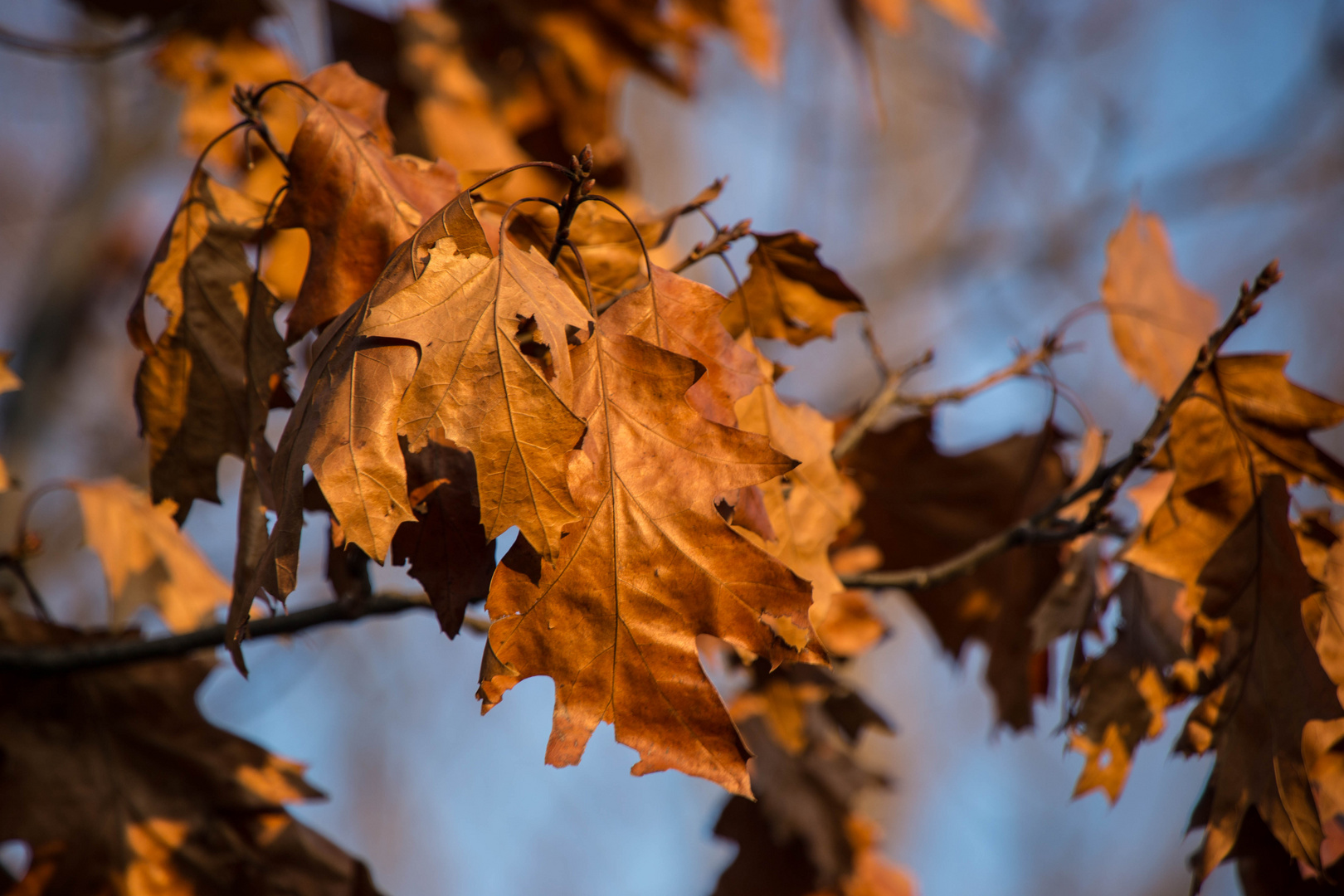 Blätter im Herbst