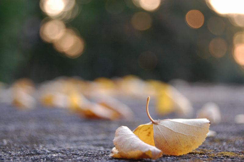 Blätter im Herbst