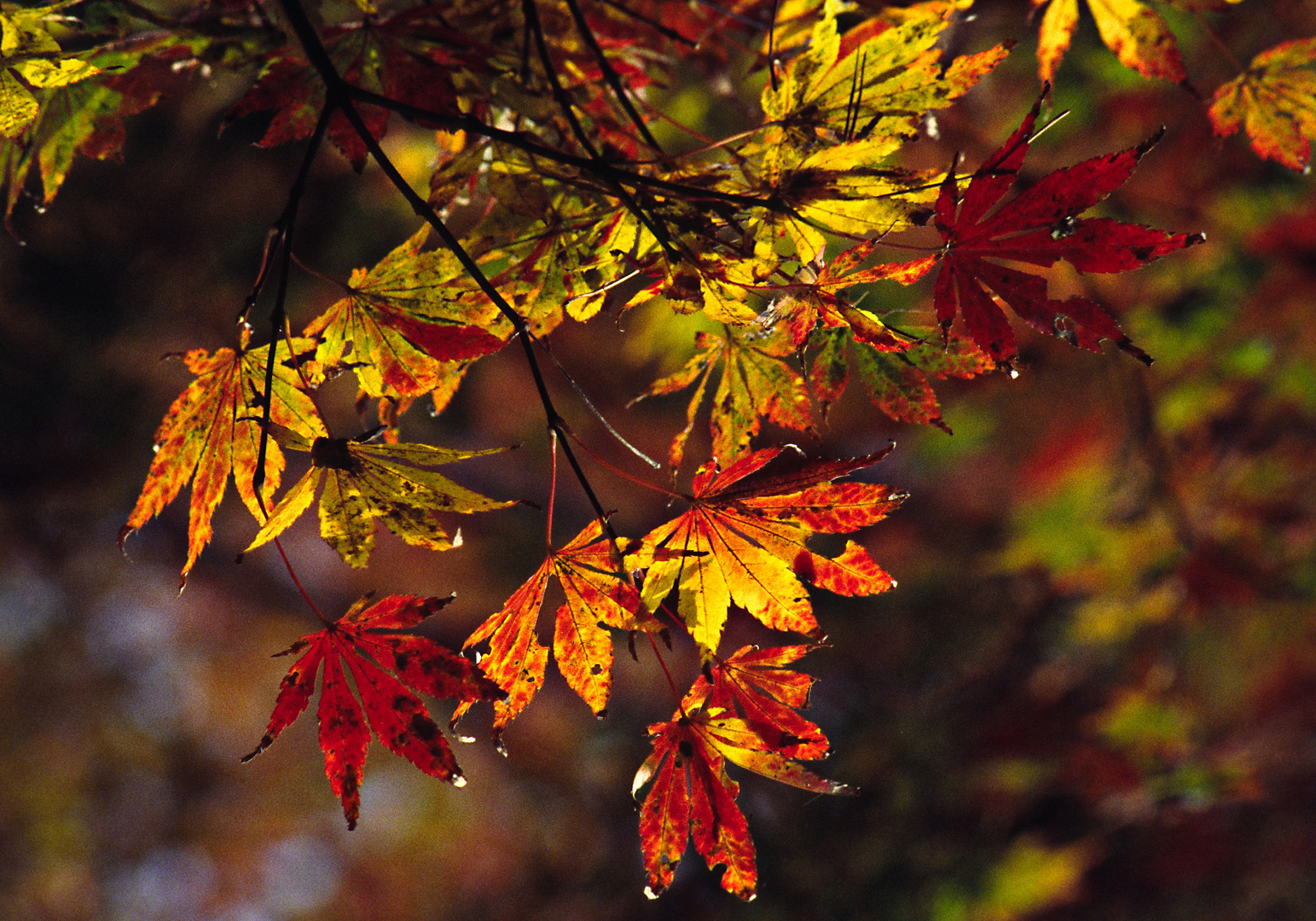 Blätter im Herbst