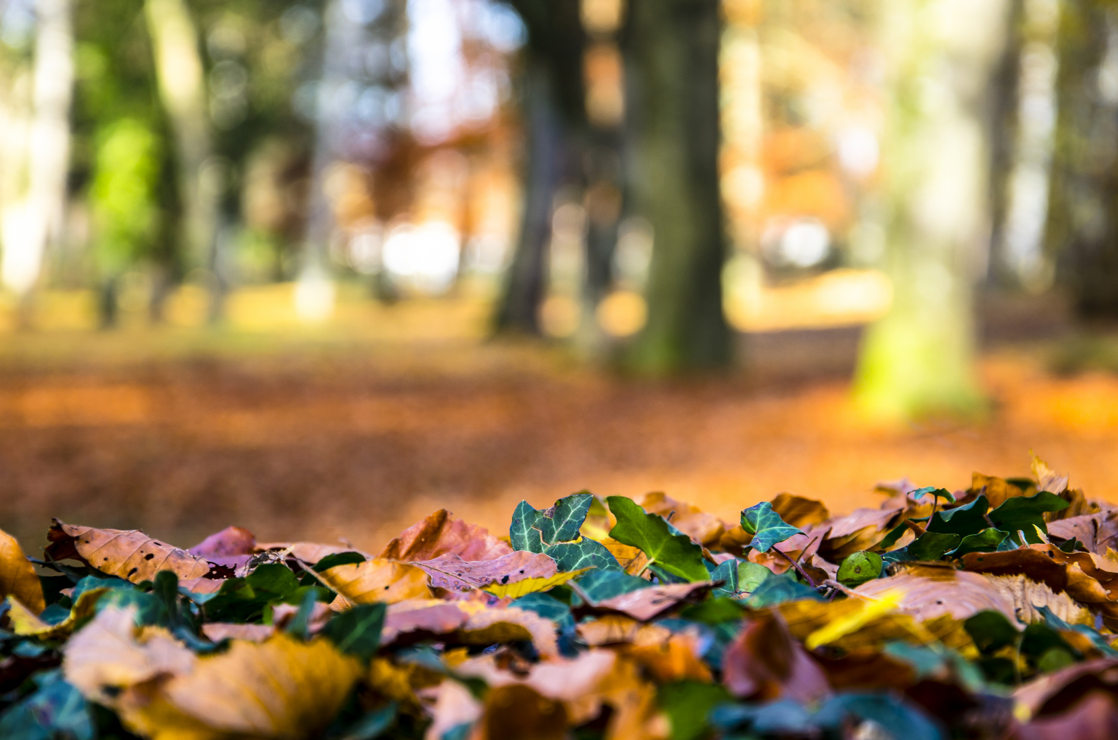 Blätter im Herbst