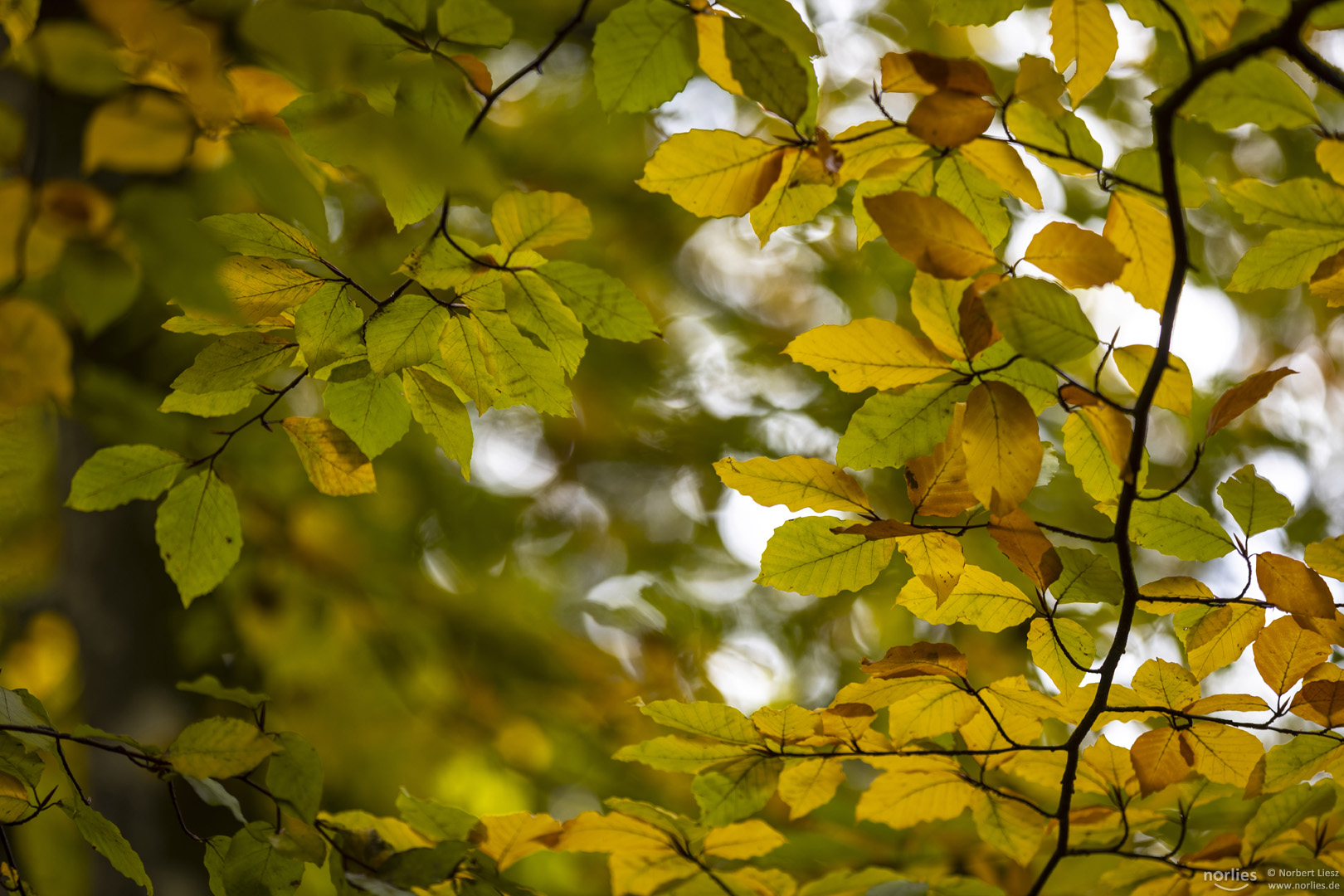 Blätter im Herbst