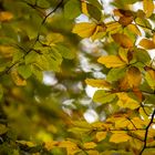 Blätter im Herbst