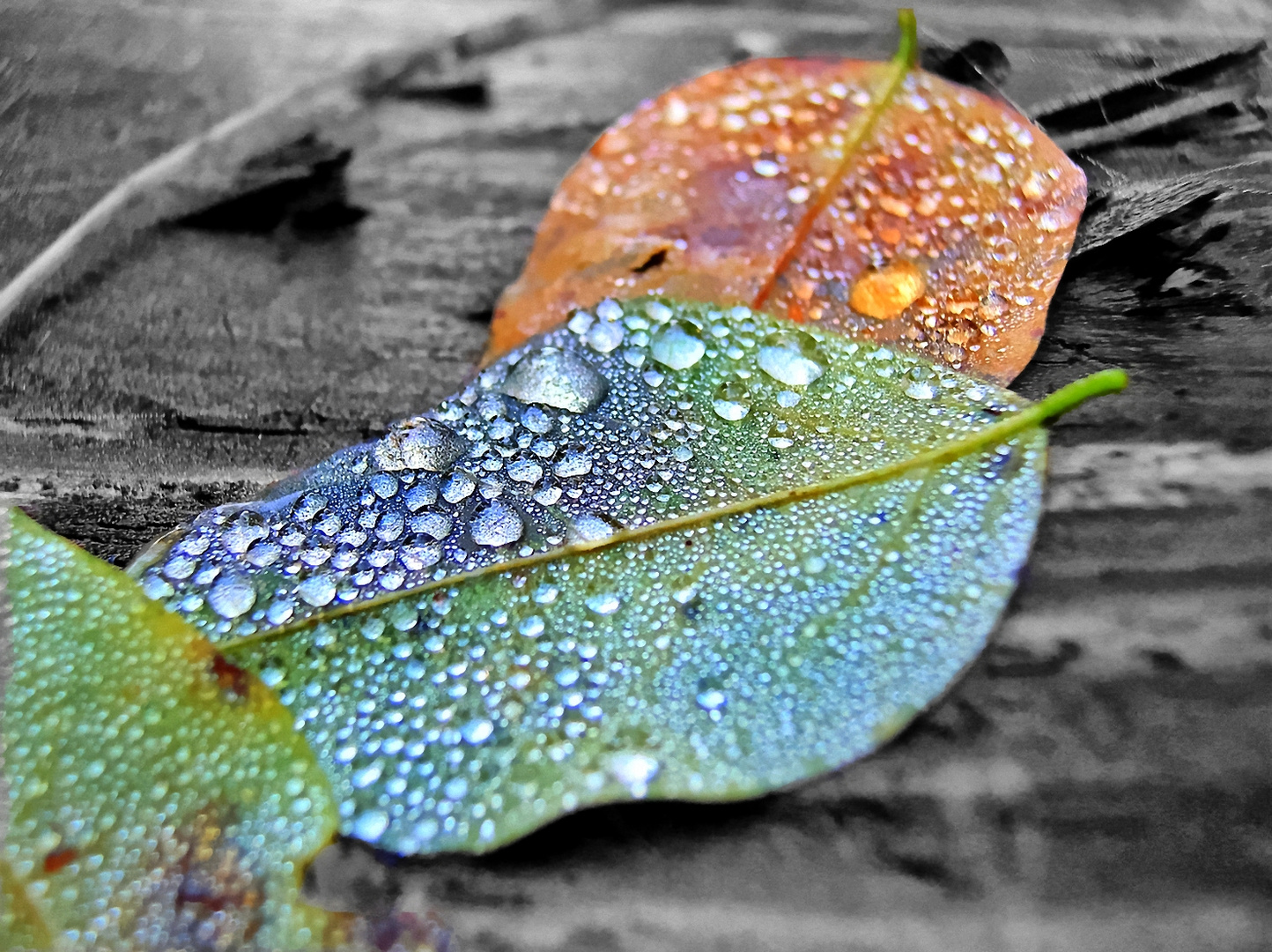 Blätter im Herbst