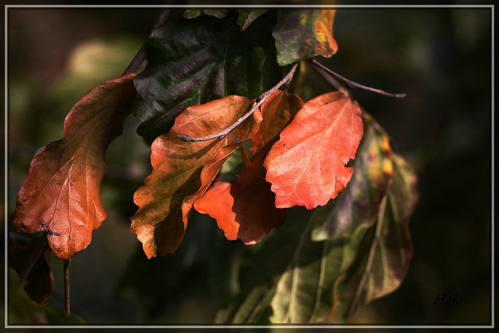 Blätter im Herbst,,