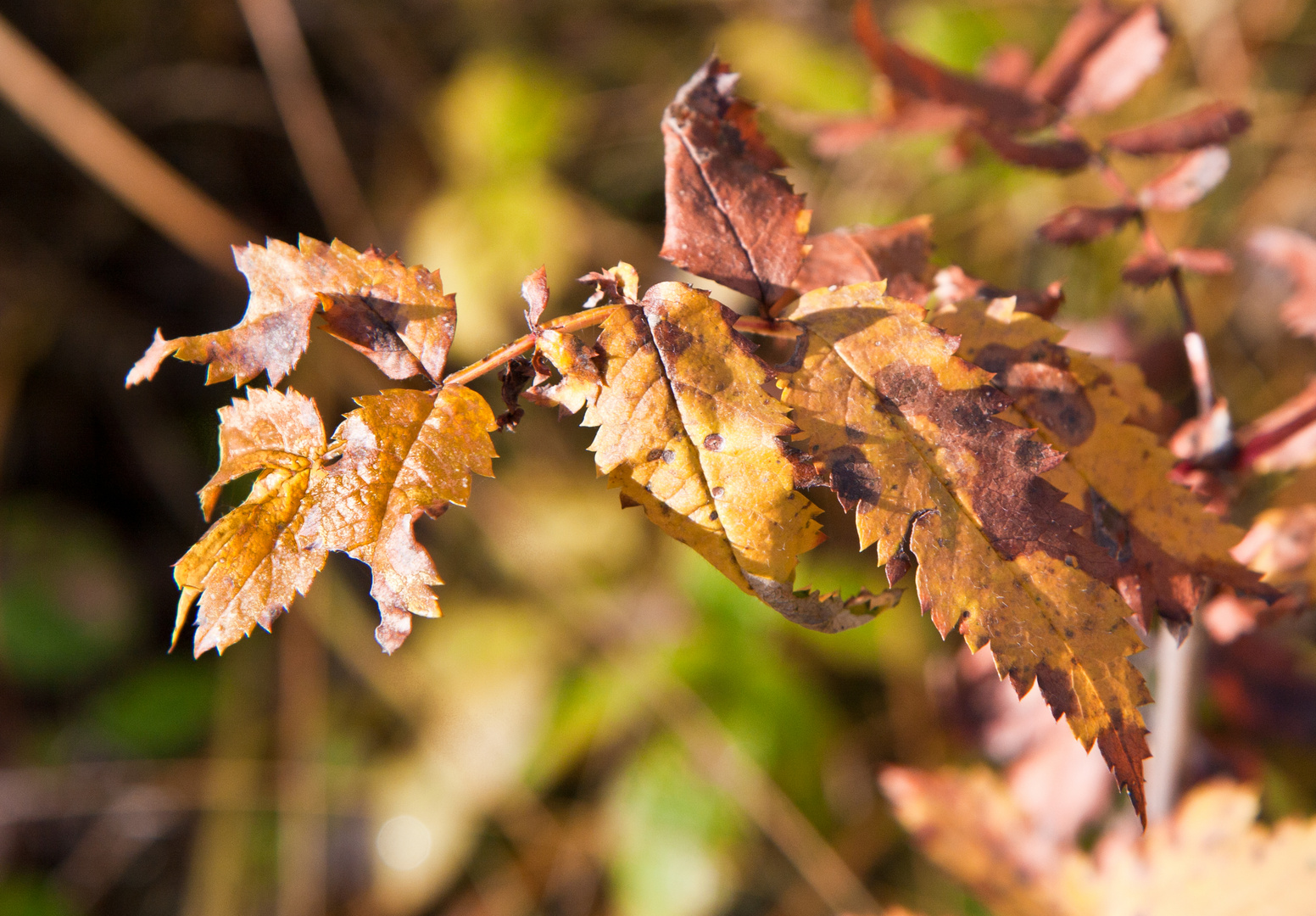 Blätter im Herbst