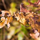 Blätter im Herbst