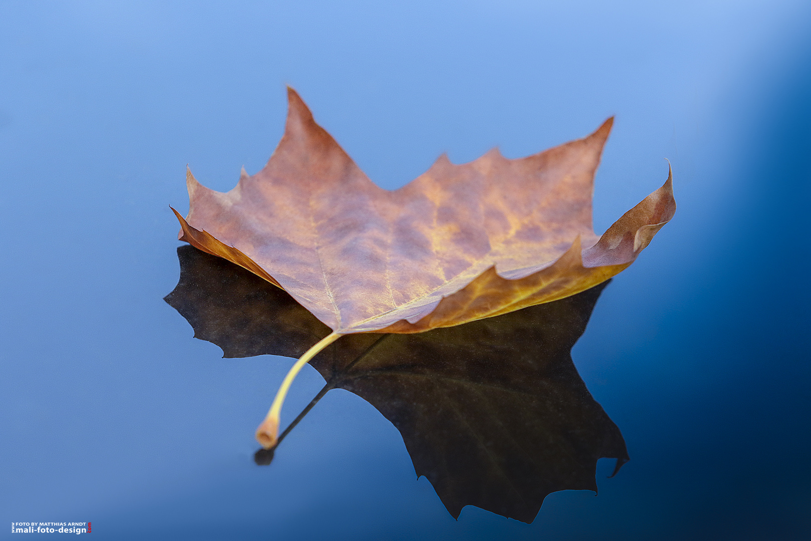 Blätter im Herbst