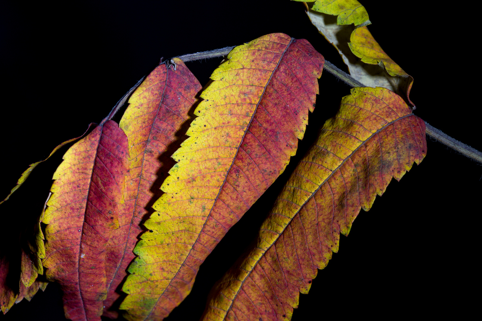 Blätter im Herbst IV