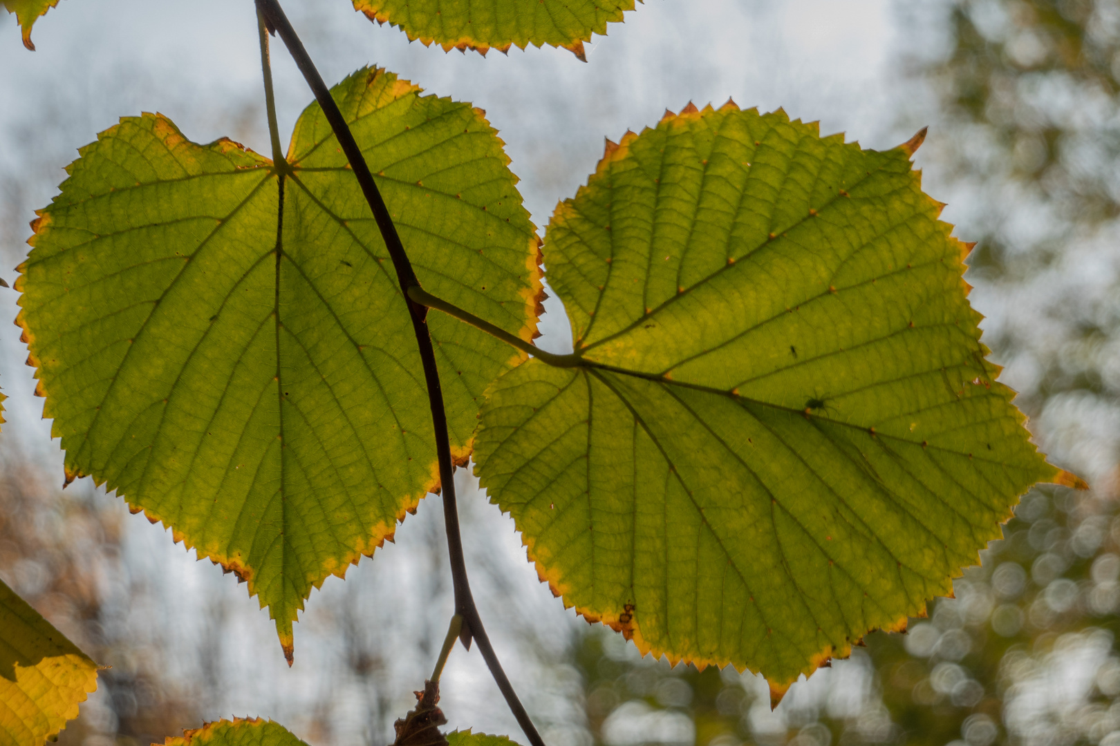 Blätter im Herbstlichen Abendlicht