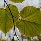 Blätter im Herbstlichen Abendlicht